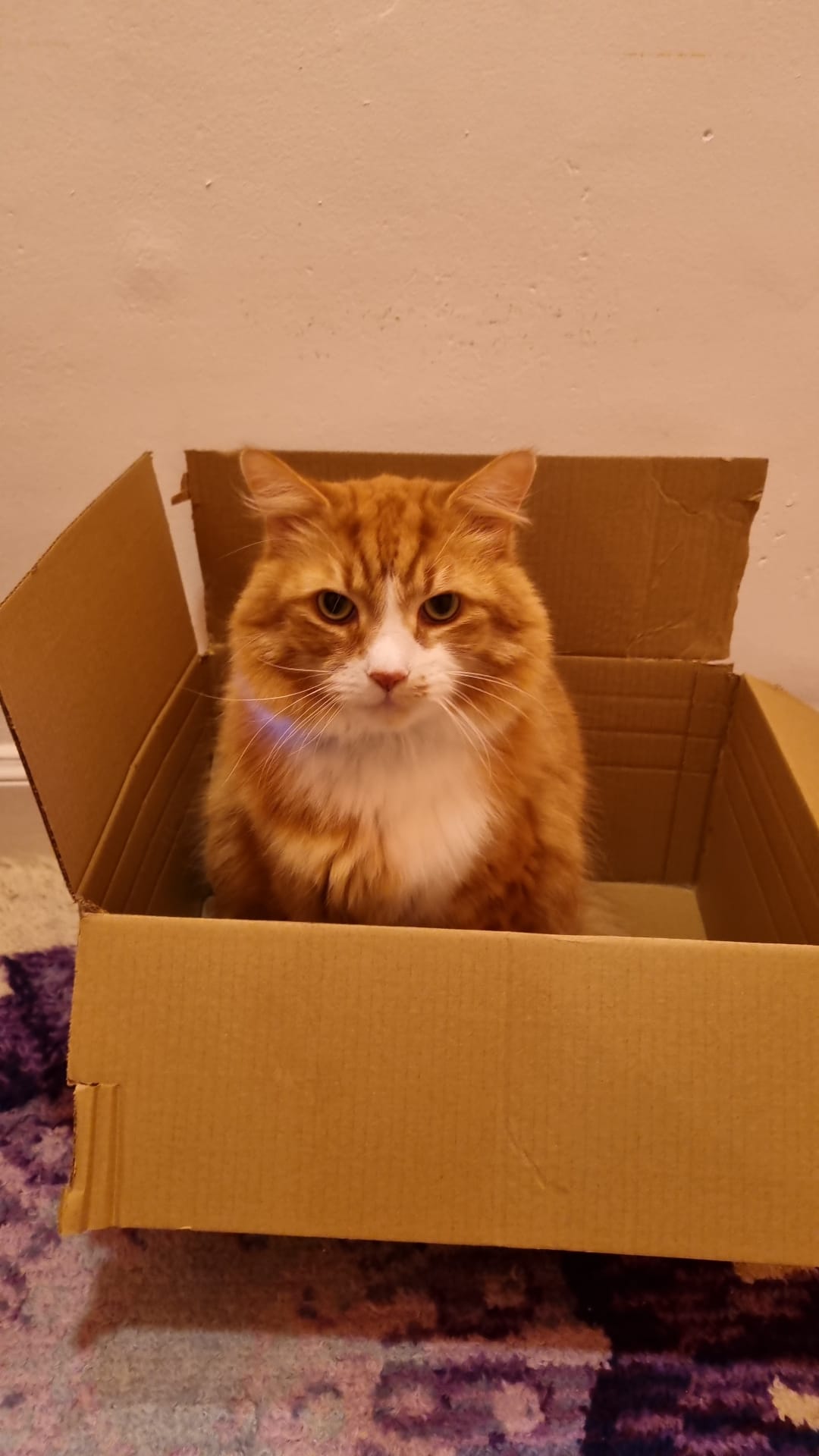 Pet 3